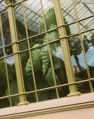 A close‑up view of a tall glass and metal greenhouse façade with large tropical green leaves visible through the panes, framed by pale yellow structural beams.