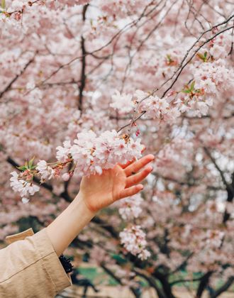 A person’s hand gently reaching toward or touching delicate pale pink spring blossoms on tree branches, with a soft background of more blooms and foliage.